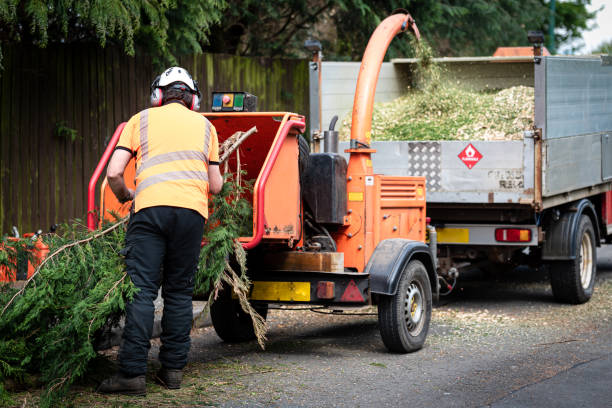 Best Palm Tree Trimming  in Shepherdstown, WV