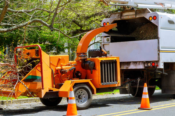 Reliable Shepherdstown, WV Tree Services Solutions