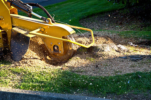 Best Firewood Processing and Delivery  in Shepherdstown, WV