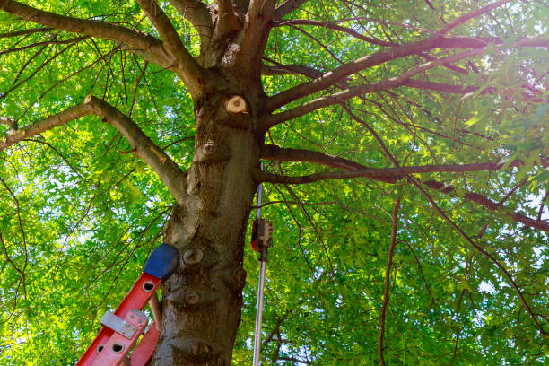 How Our Tree Care Process Works  in  Shepherdstown, WV